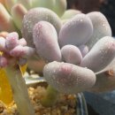 프롬유니