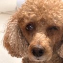 아이(I)메디칼 | 부천 24시 동물병원 24시아이 동물메디컬센터