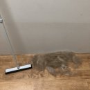 복골온천 애견스파 네이버블로그
