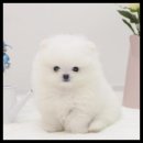 더독스 강아지분양 서울 이미지