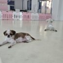 댕댕월드 이미지