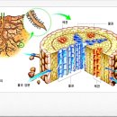 여름방학특강) [★] 삼투현상과 뿌리의 기능 이미지