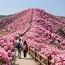 모듬북 | 황매산 철쭉축제 2026 총정리 (개화시기, 주차, 코스)