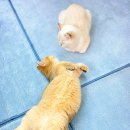 놀면묘하냥 고양이카페 이미지