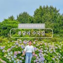 세화환승정류장 | 6월 제주도 여행 종달리 수국길 실시간 개화 현황