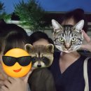 도미노피자(포곡점) 이미지