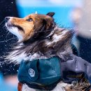 우아하개 이미지