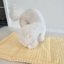 펫25 | 모드니펫 강아지 헤링본 이동가방 25년형 리뉴얼 사용 후기｜소형견 이동가방 추천🐶