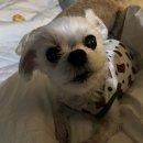 스마트동물병원 군자점 | 일산동물병원 스마트 강아지 담낭절제술 후기