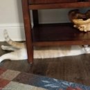 젤리트래블