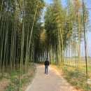 섬진강대나무숲길 이미지