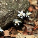 대성암 앞 이미지