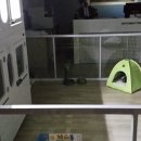빠빠독 네이버블로그
