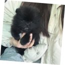 푸들사랑 | 문산에서 만난 사랑스러운 실버푸들 후기