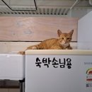 달봉이민박 이미지