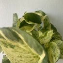 (봄맞이) 홈가드닝 이미지