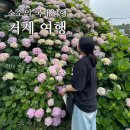 동산애 | 6월 거제여행 거제수국 명소 :: 거제도 파란대문집 :: 거제도 저구항 :: 2022년수국개화시기 :: 거제...
