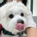 24시 코끼리동물병원 이미지