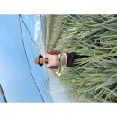 삼영 농장 이미지