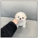 기운찬동물병원 | 일산강아지분양 파주 고양 김포