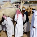 낙타와돌고래 이미지