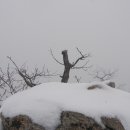 눈꽃이피다 이미지