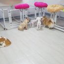 개라다이스 이미지