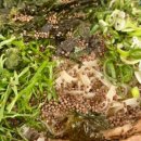 꼬꼬과자점 이미지