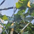 텃밭가꾸기 이미지