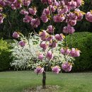 두 번째 벚꽃 이미지