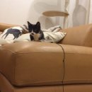 준동물병원 이미지