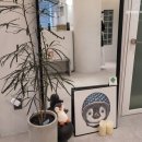 팽브로우 이미지