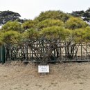 영신군 이이묘 이미지