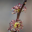 느릅나무집 이미지