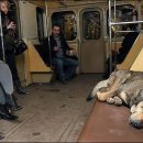 안녕, 내강아지 이미지