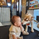 퍼피앤독 이미지