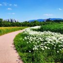 봄날-산책 이미지