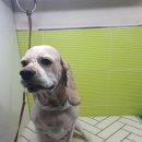 하쿠애견샵 이미지