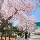 함께펜션 | 충주 펜션 벚꽃과 함께한 프라이빗 힐링 스테이 문강 후기
