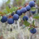 빌베리 (bilberry) 이미지