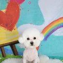 포미펫샵 이미지