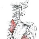 프로 팰리스 짐 이미지