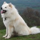 애견백과 - 피니시 라프훈트 (Finnish Lapphund) 이미지