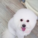 오렌지애견샵
