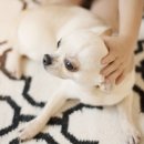 안성동물의료센터 이미지