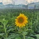 현옥카센타 이미지