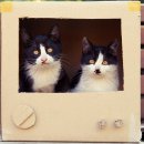 행복한고양이 이미지