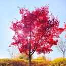 홍천 무궁화 수목원 깊어가는 가을 폰카 샷 이미지
