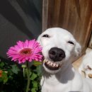 누가꽃이개 이미지