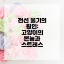 코아동물병원 | 고양이 전선 물기 방지, 해운대동물병원 솔루션!